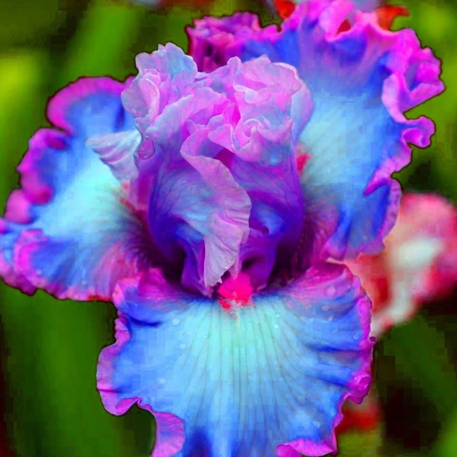 100 Iris Seeds Much Less Money Than Bulbs gallery