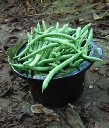 Blue Lake Bush Snap Bean Seeds, Heirloom Seeds - NON GMO, A kitchen favorite. gallery