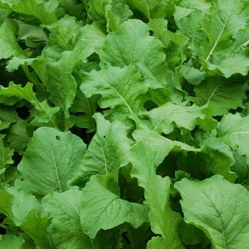 700+ 7 TOP TURNIP SEEDS. FRESH FOR GARDENS NON - GMO gallery