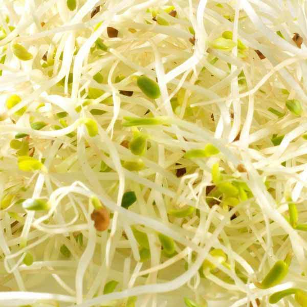 Sprouting Seeds Certified (NON-GMO) Organic Alfalfa Seeds gallery