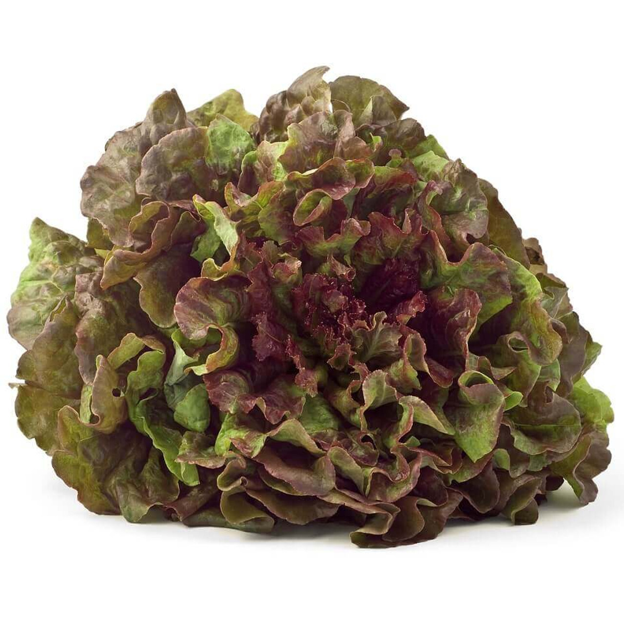 PRIZEHEAD LEAF LETTUCE 2400 SEEDS FRESH FOR GARDENS gallery