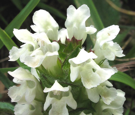 PRUNELLA SELF HEAL WHITE Prunella Grandiflora Alba - 125 Bulk Seeds gallery