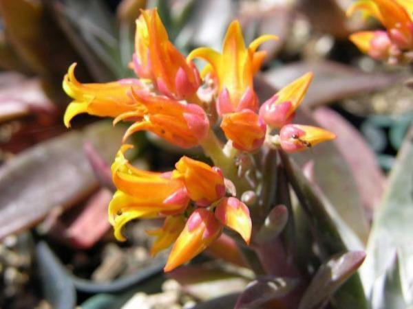 Dudleya lanceolata | Lanceleaf Liveforever | 20 Seeds gallery