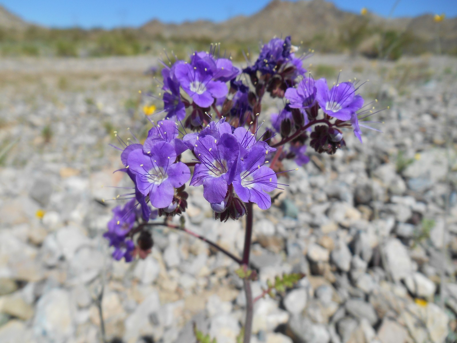 Cleftleaf Wild Heliotrope Seeds For Drought Tolerant Landscape California Native gallery