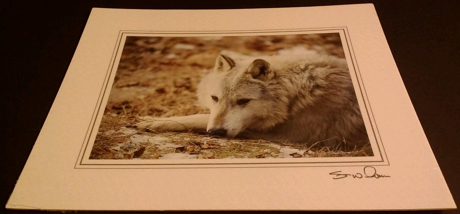 Wolf Thoughts Animal Photo Print 8x10 New Matted Wall Art HQ Gift Sealed gallery