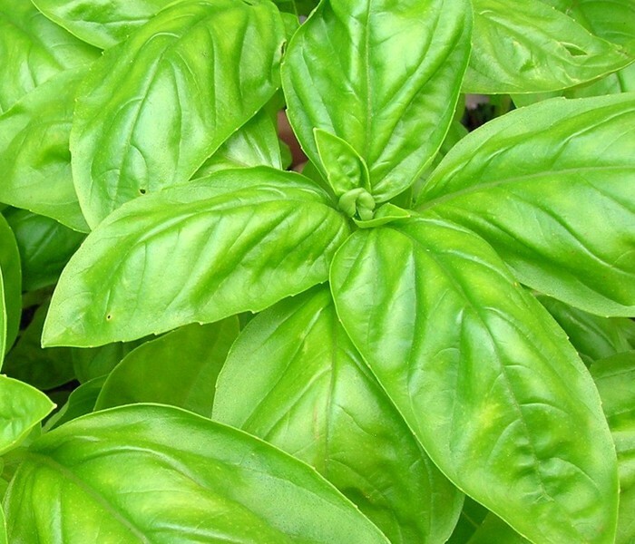 150 ITALIAN LARGE LEAF BASIL SEEDS FRESH HARVEST FOR GARDENS gallery