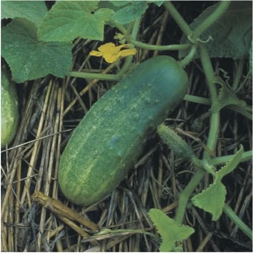 Bush Pickle Cucumber Seeds For Planting (Cucumis sativus) gallery