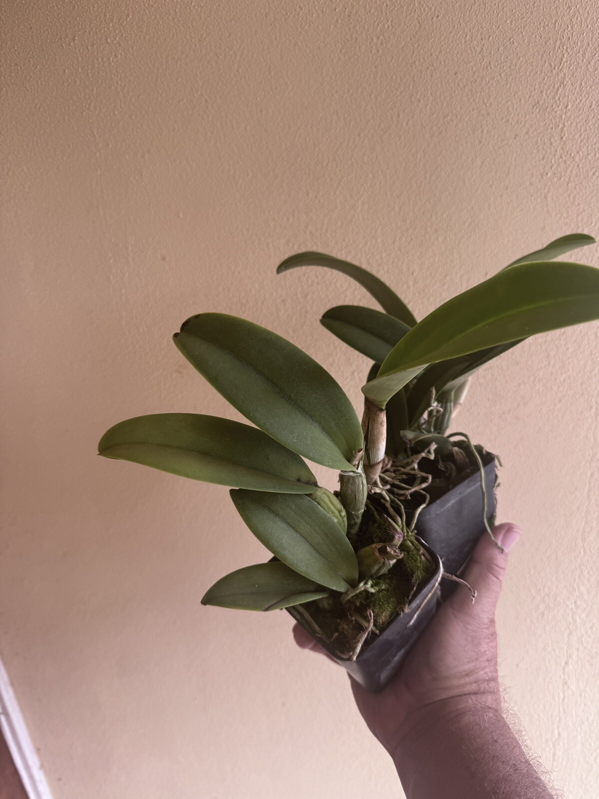 Pot. Creation 'Summer Choice' Cattleya Orchid Plant Blooming Size 4” gallery