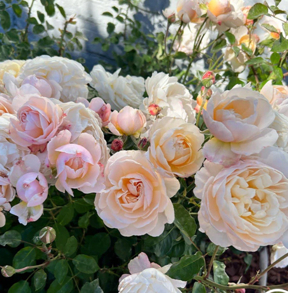 Moonlight in Paris Rose Bush.. Live Starter Plant gallery
