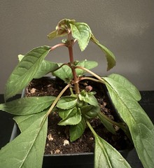Fuchsia Denticulata