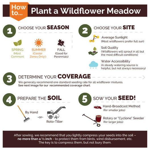 Landscaper's Pack PARTIAL SHADE Wildflower Mix Assorted Non-GMO 3000+ Seeds! gallery