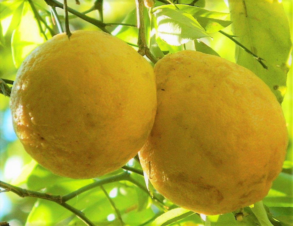 RARE HARDY LEMON HUGE BASEBALL SIZE LEMONS FRUIT TREES 6" LIVE PLANTS CITRUS gallery