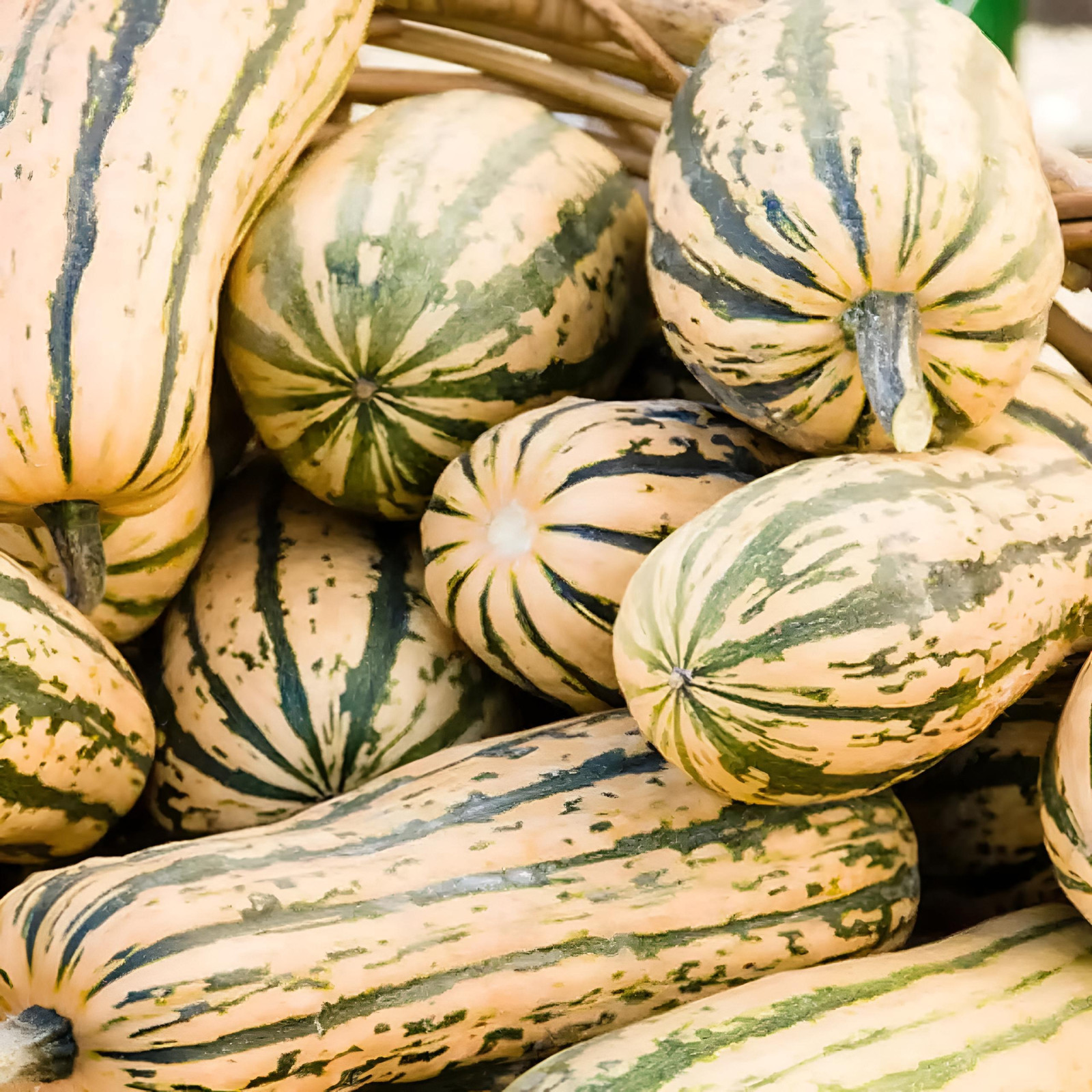 15 ~ Delicata Winter Squash Heirloom Seed (Cucurbita spp.) gallery