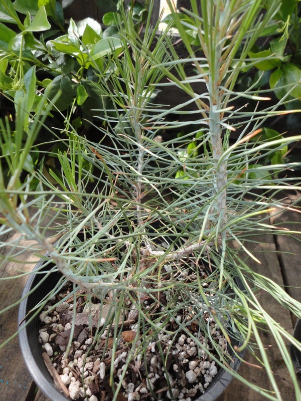 Digger Pine/Gray Pine/ Ghost Pine - Pre-Bonsai 4 year old Trees *Growers Choice* gallery