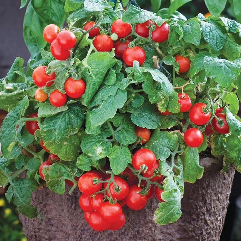 30 TINY TIM MICRO DWARF TOMATO SEEDS ~ heirloomseedguy ~ 2026 ~ NON-GMO gallery