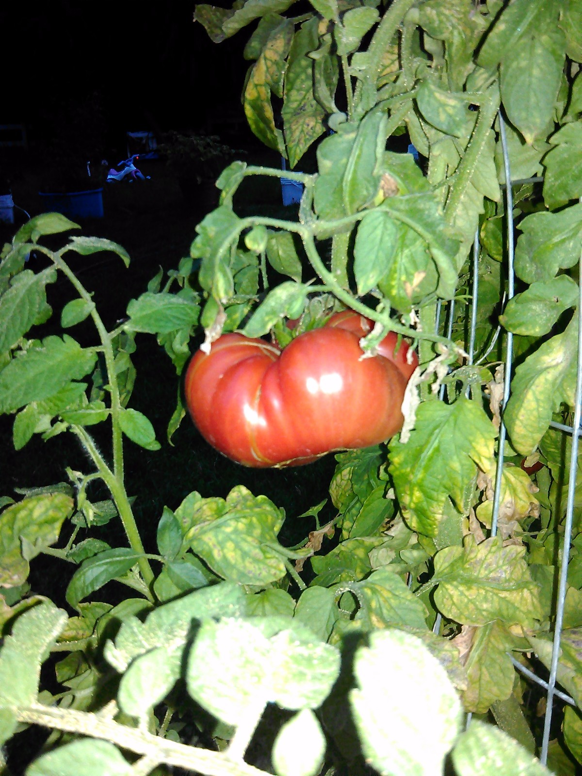 Beefsteak Tomato 20 seeds *HEIRLOOM* Seeds of Life gallery