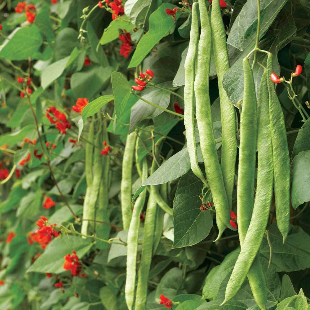 Scarlet Runner Beans, Non GMO - Heirloom, EDIBLE & ORNAMENTAL, AWESOME RED COLOR gallery