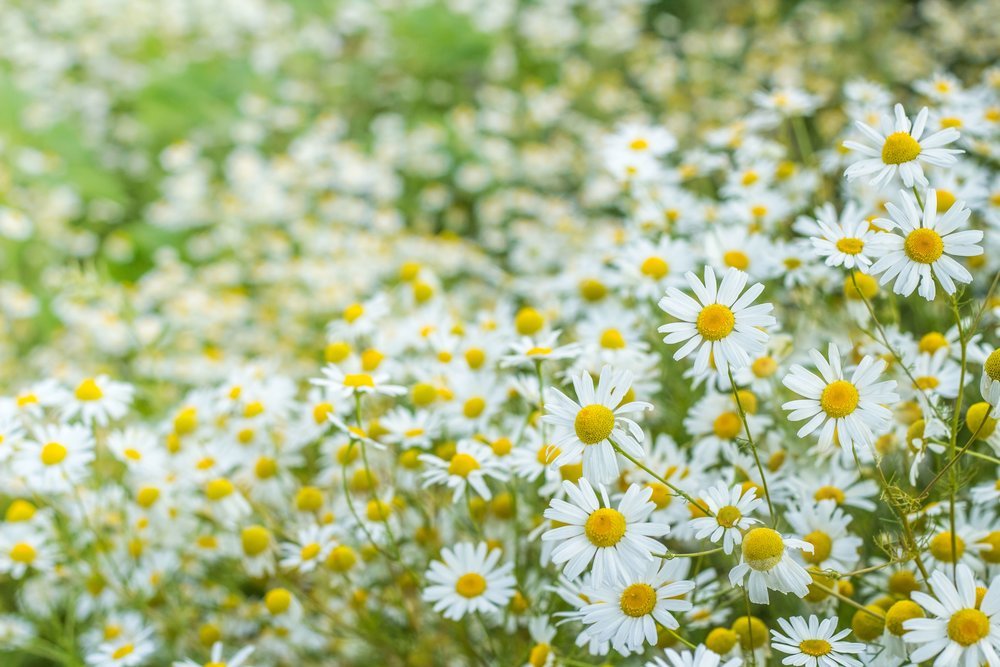 Roman Chamomile Seeds, Ground Cover Teas & Medicine, NON-GMO, Variety Sizes Sold gallery