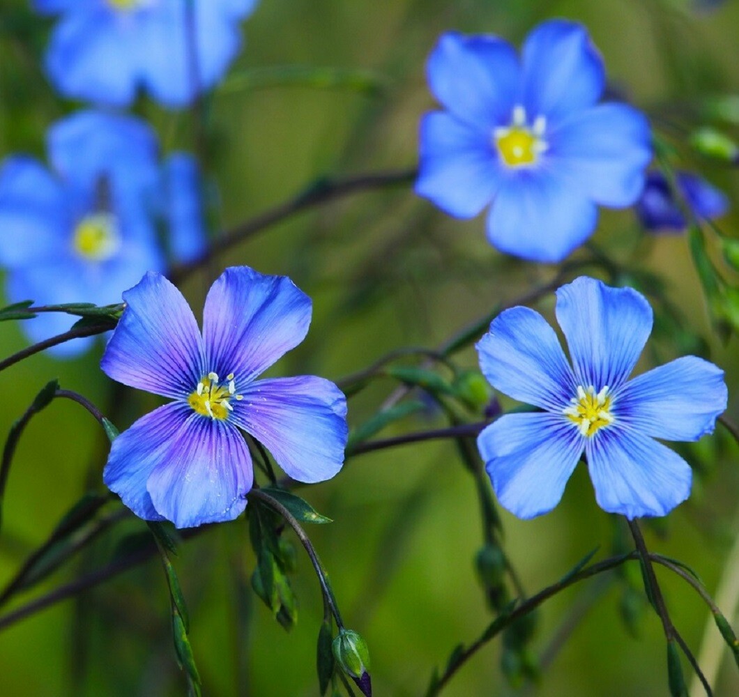 Blue Linum Flax Seed | Non-GMO | 2nd Year Maturity Perennial Flowers | Heirloom gallery