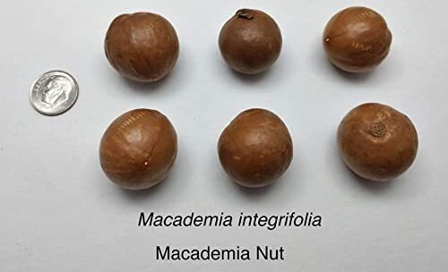 5 Macadamia Nut Tree Seeds - Macadamia integrifolia - Ships from Iowa, USA gallery