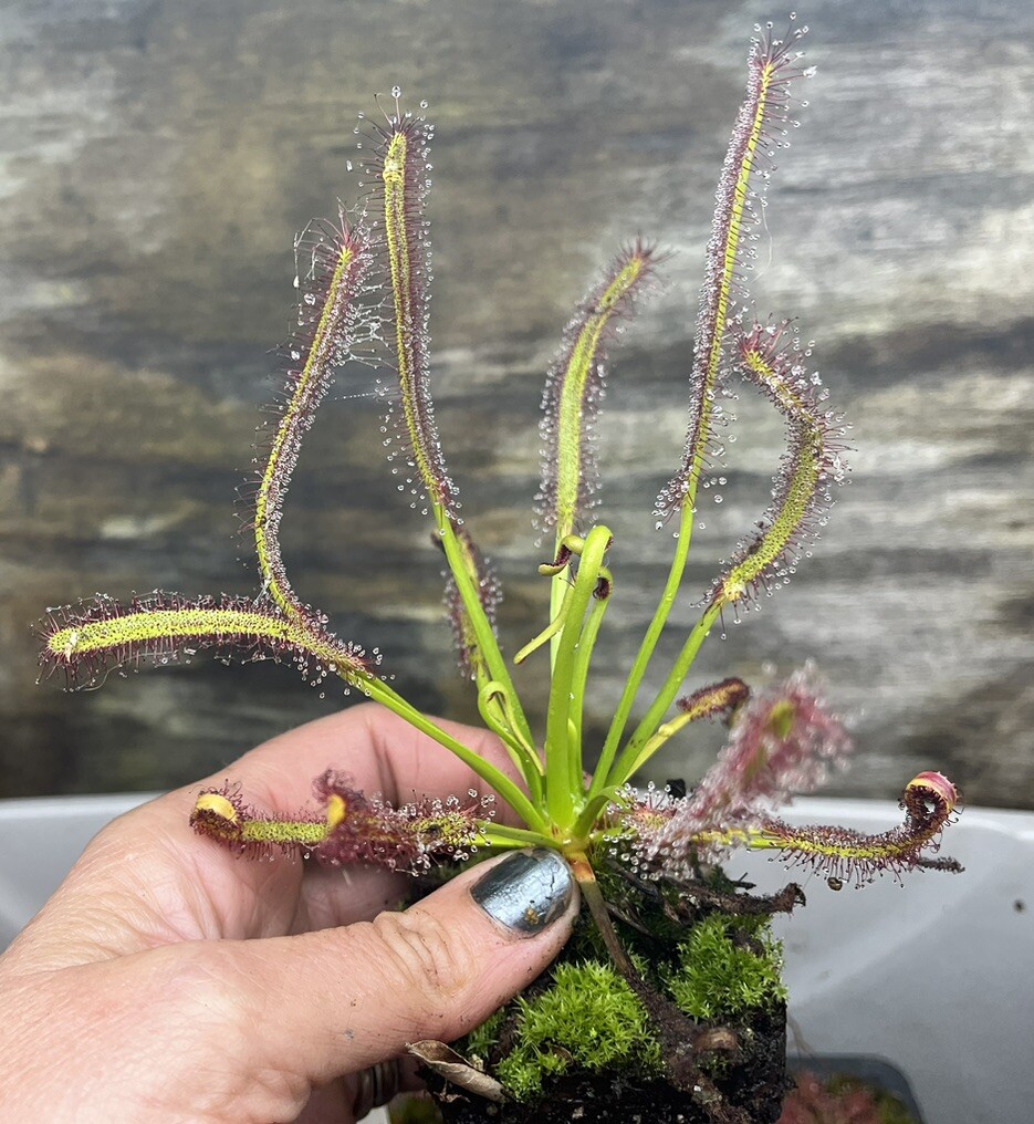 LIVE Carnivorous Cape Sundew (Drosera capensis Typical) Large Flowering gallery