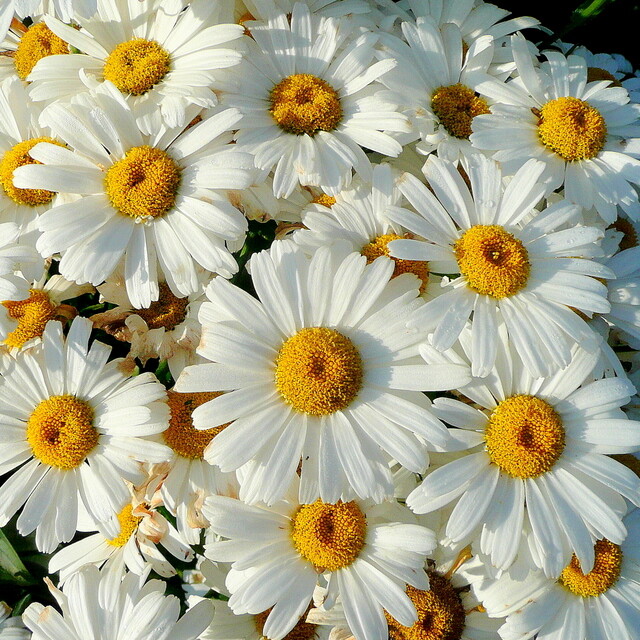 Shasta Daisy Seeds | Heirloom / Non-GMO | Free Shipping | Flower Seeds | 1178 gallery
