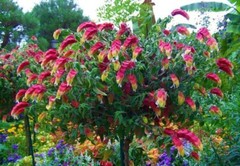 ~~RED & YELLOW SHRIMP STARTER PLANT~~ BELOPERONE GUTATTA~Beautiful Unique BloomS