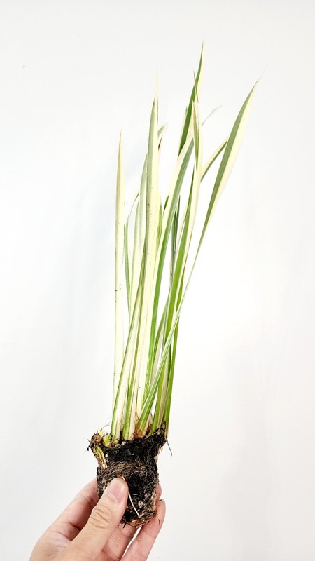 Live Cold Hardy Variegated Sweet Flag Aquatic Marginal Pond Plant gallery