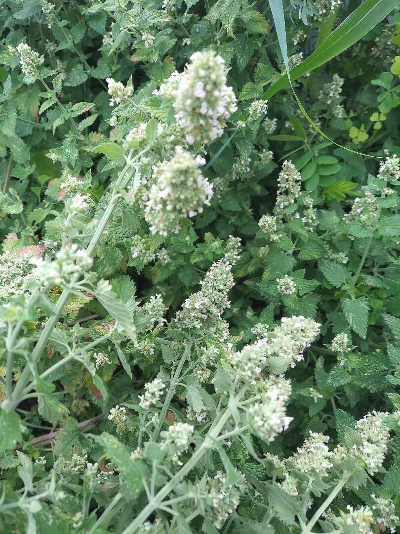 Catnip (Nepeta cataria), organically grown seeds, Qty 100 gallery