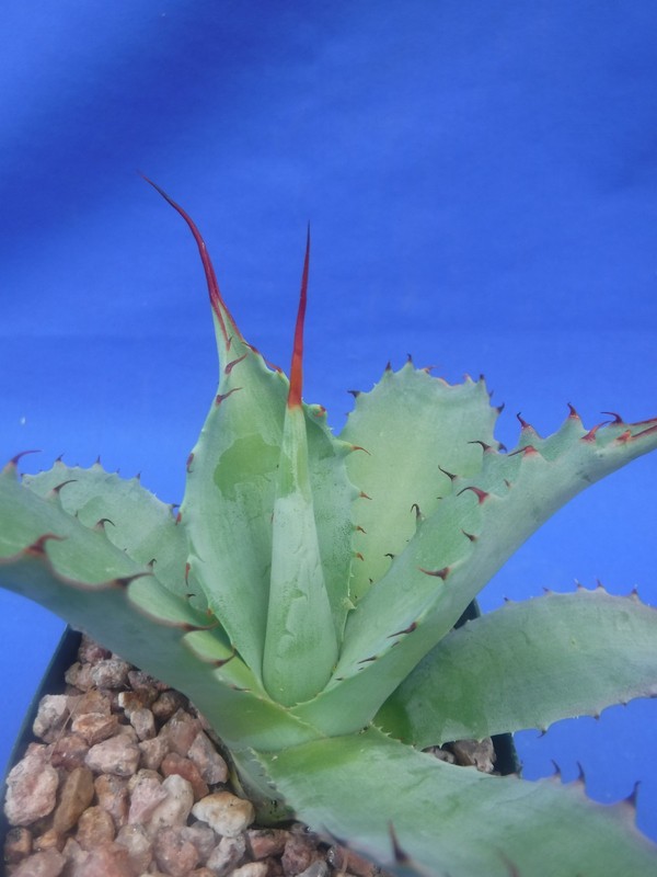 Agave potatorum "Spawn" Starter Plants! FINALLY AVAILABLE!! 3"-5" Wide! NICE! gallery