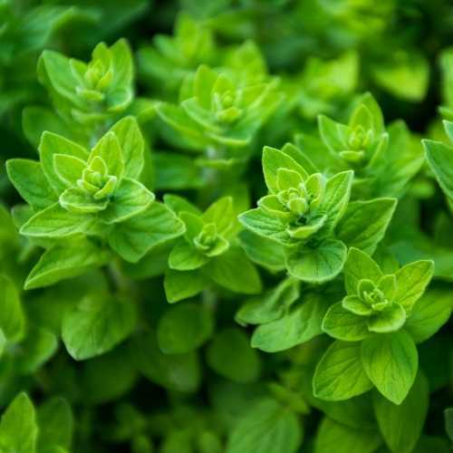 Common Oregano Seeds | Heirloom - Non-GMO | Free Shipping | Herb Seeds | 1290 gallery