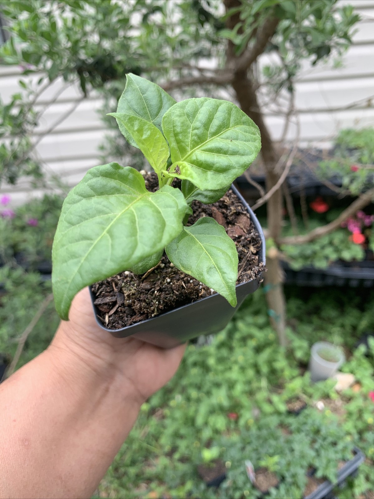 Ghost Pepper Plant LIVE 75 + DAY OLD SUPER HOT PEPPER PLANTS In 2 Inches Pot gallery