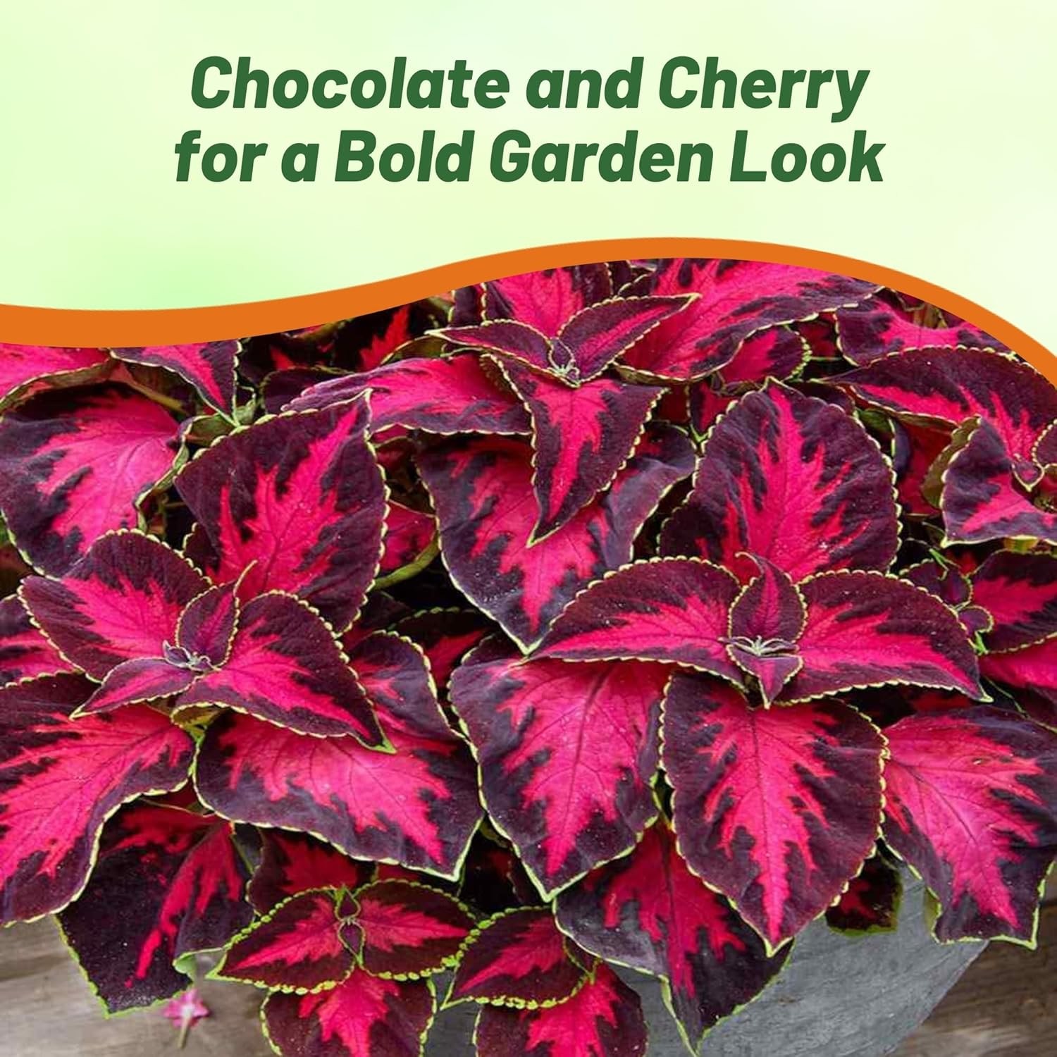 10 Seeds Chocolate Covered Cherry Coleus Seeds - Coleus For Sun or Shade gallery