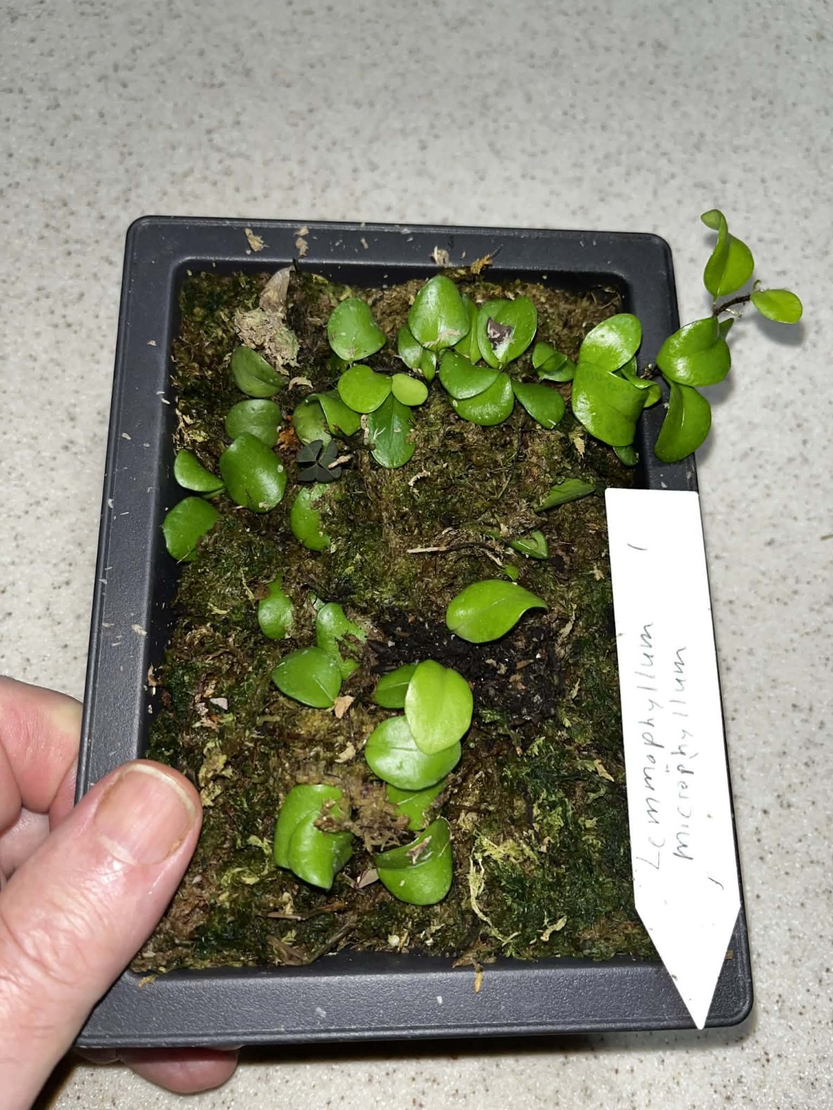 Lemmaphyllum microphyllum(Green Penny Fern) 4×6 Bonsai Pot Rare gallery