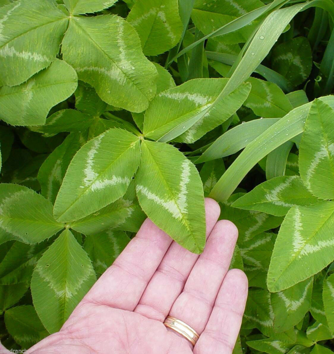 Apache Arrowleaf Clover Seed gallery