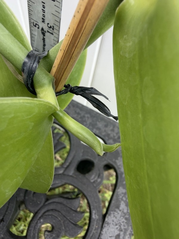 Large Plant 5” Vanilla planifolia Orchid. Typical Green Color gallery