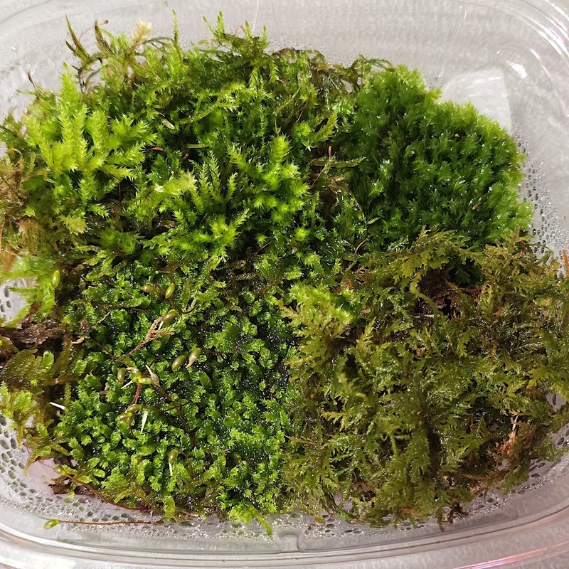 Live Moss Variety Pack gallery