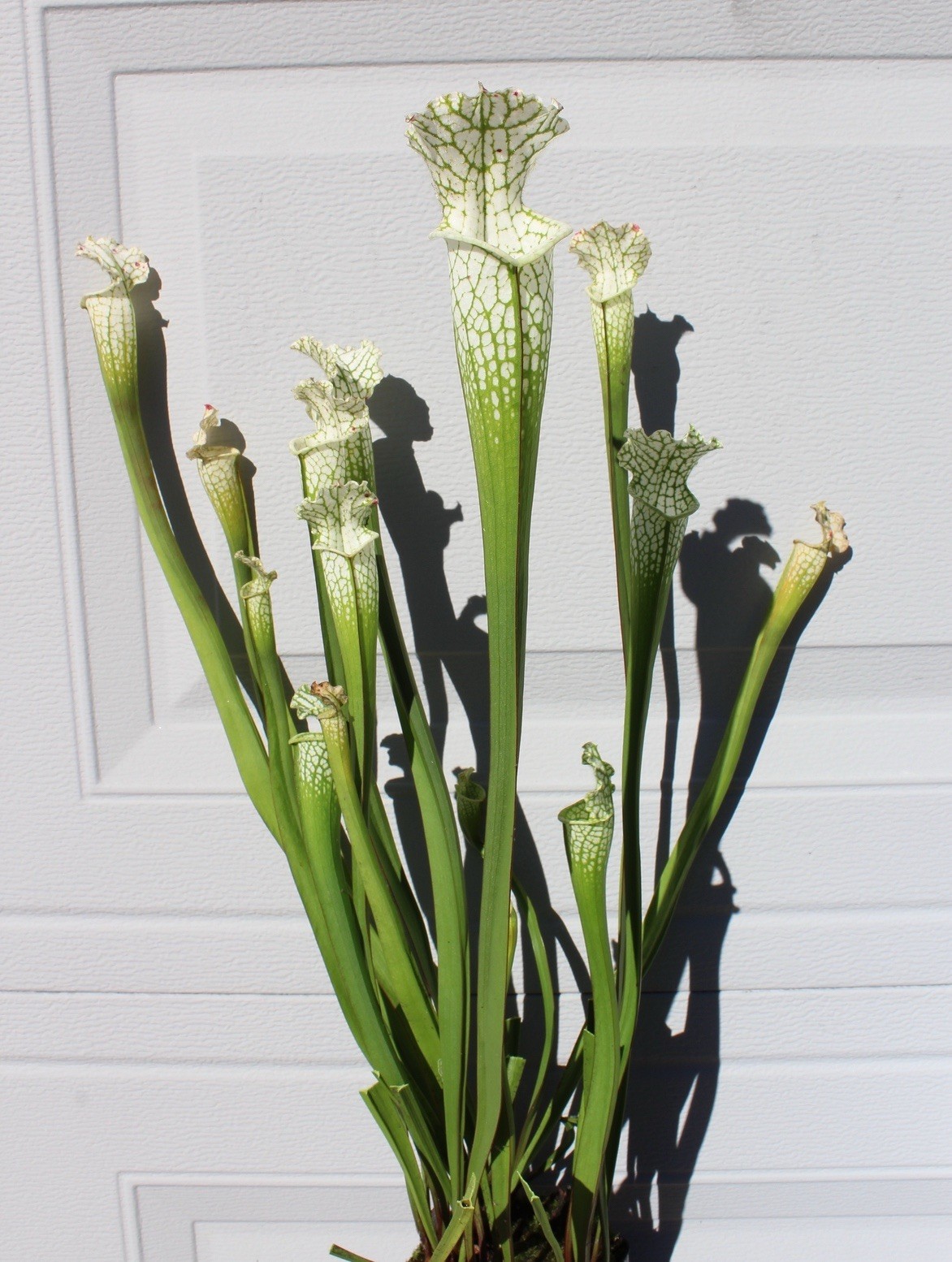 🔥Sarracenia leucophylla var. alba Hurricane Creek White Barry Rice Clone WHITE! gallery