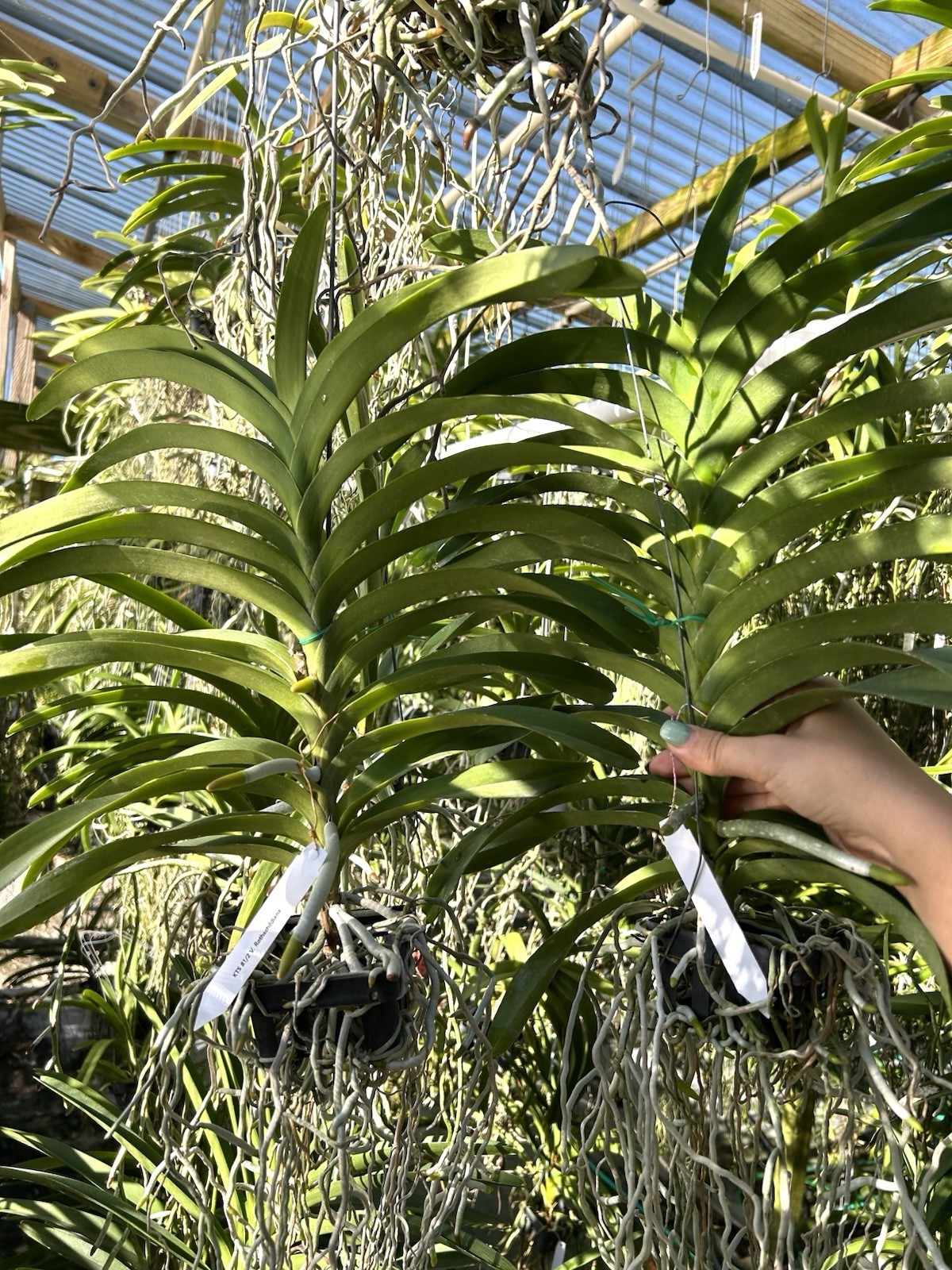 Blooming Size Vanda Rothschildiana , Tessellated Orchid Light Blue Green gallery