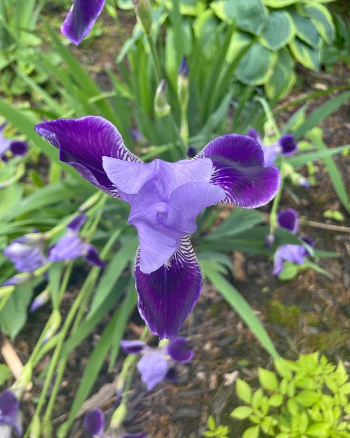 6 - Two - Tone Purple BEARDED IRIS Bulbs/Rhizomes FRESH - Perennial gallery