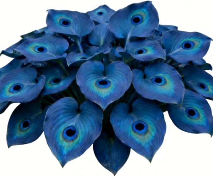 200 +ornament-Midnight Blue Hea – PERENNIAL OUTDOOR SHADE GARDEN PLANTING SEEDS gallery