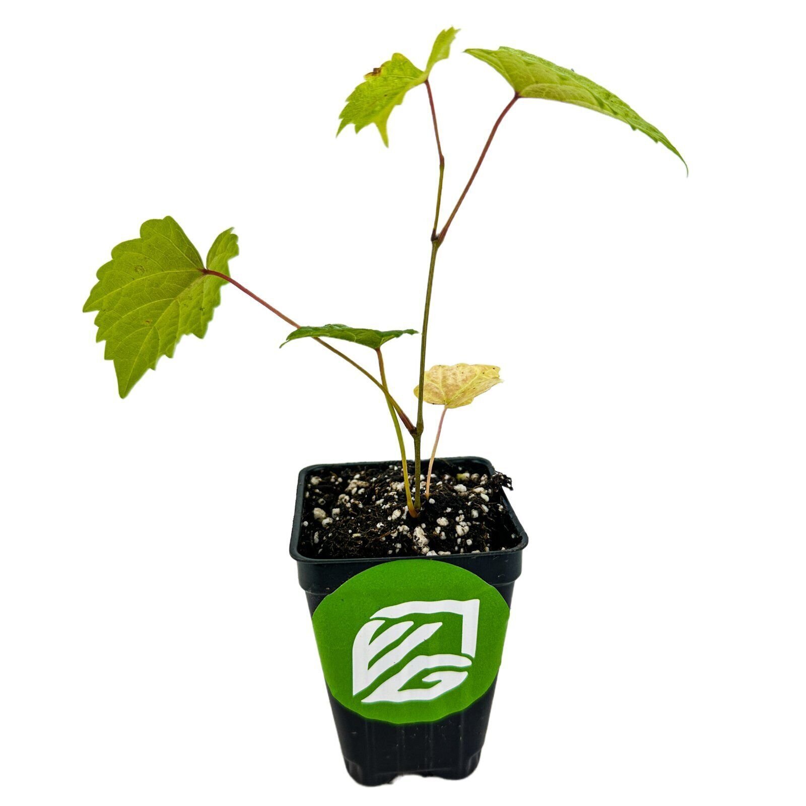 'Delicious' Muscadine Grape Vine - Vitis rotundifolia - Live Plant gallery