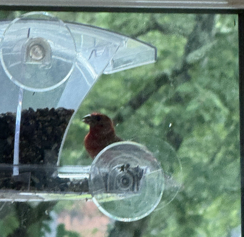 Window Bird Feeder Outside w/Waterproof Seed Storage Strong Suction 2lb Capacity gallery