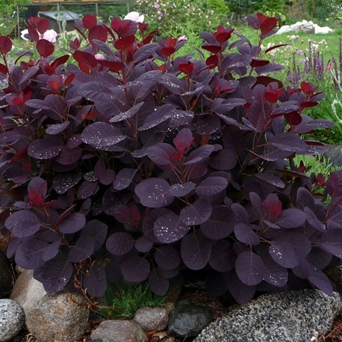 PURPLE SMOKE tree 4" pot gallery