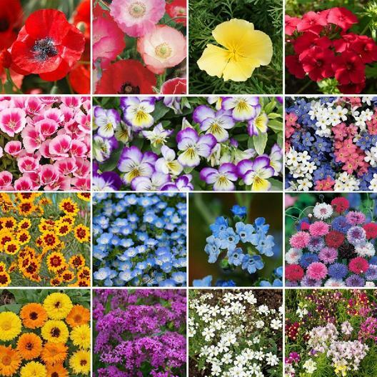 Wildflower Mix SHORTY LOW GROW Short Flowers Heirloom Non-GMO 500+ Seeds! gallery