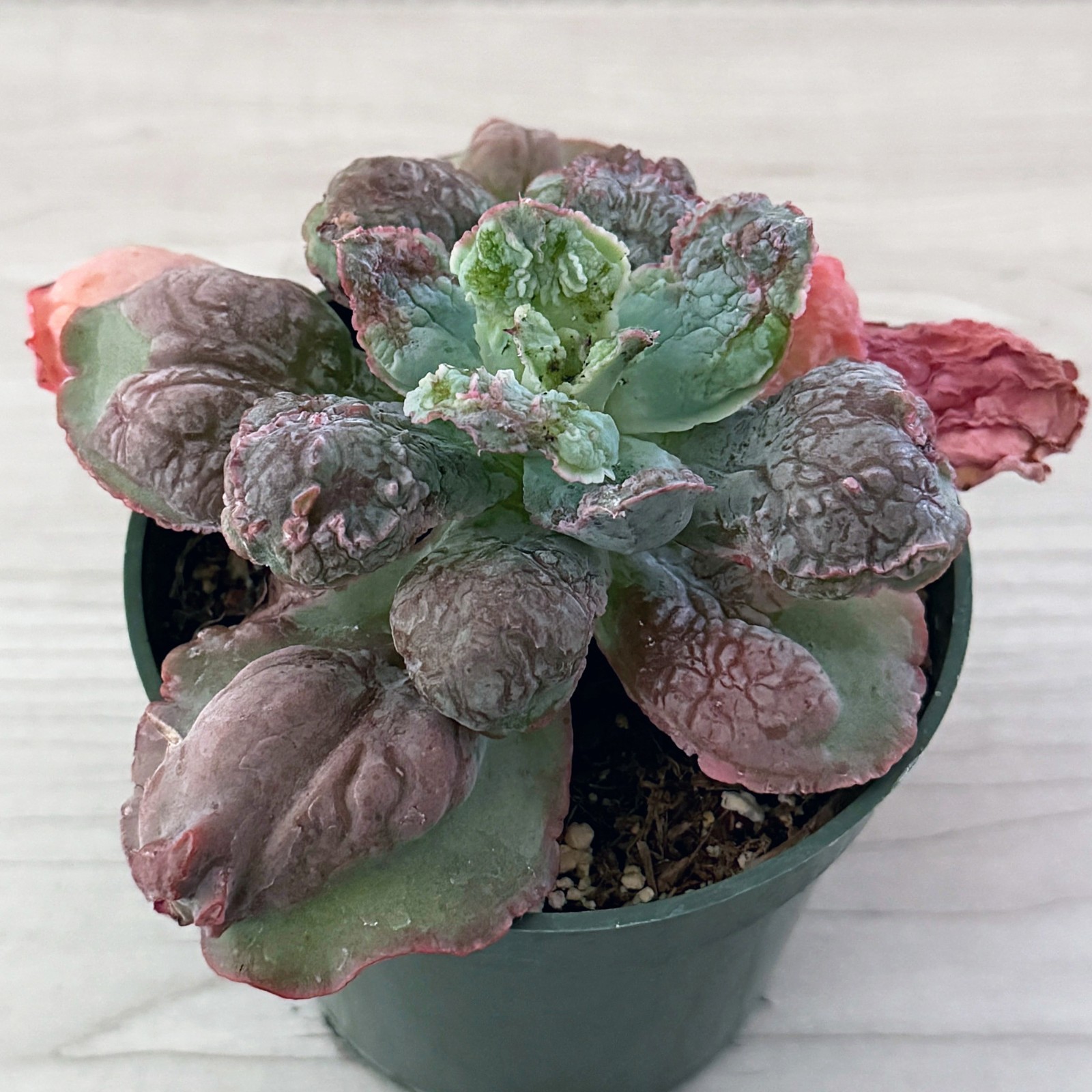 Succulent Plant - Echeveria Linguas - In 4" Pot gallery