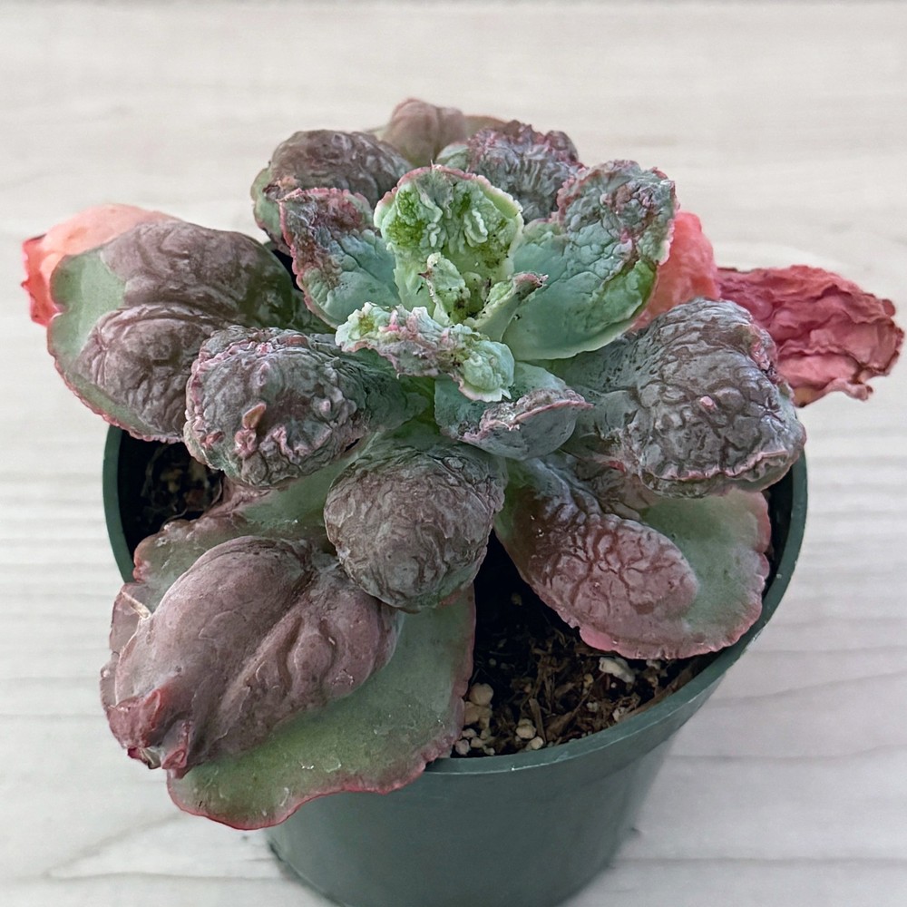 Succulent Plant - Echeveria Linguas - In 4" Pot
