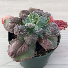Succulent Plant – Echeveria Linguas – In 4″ Pot