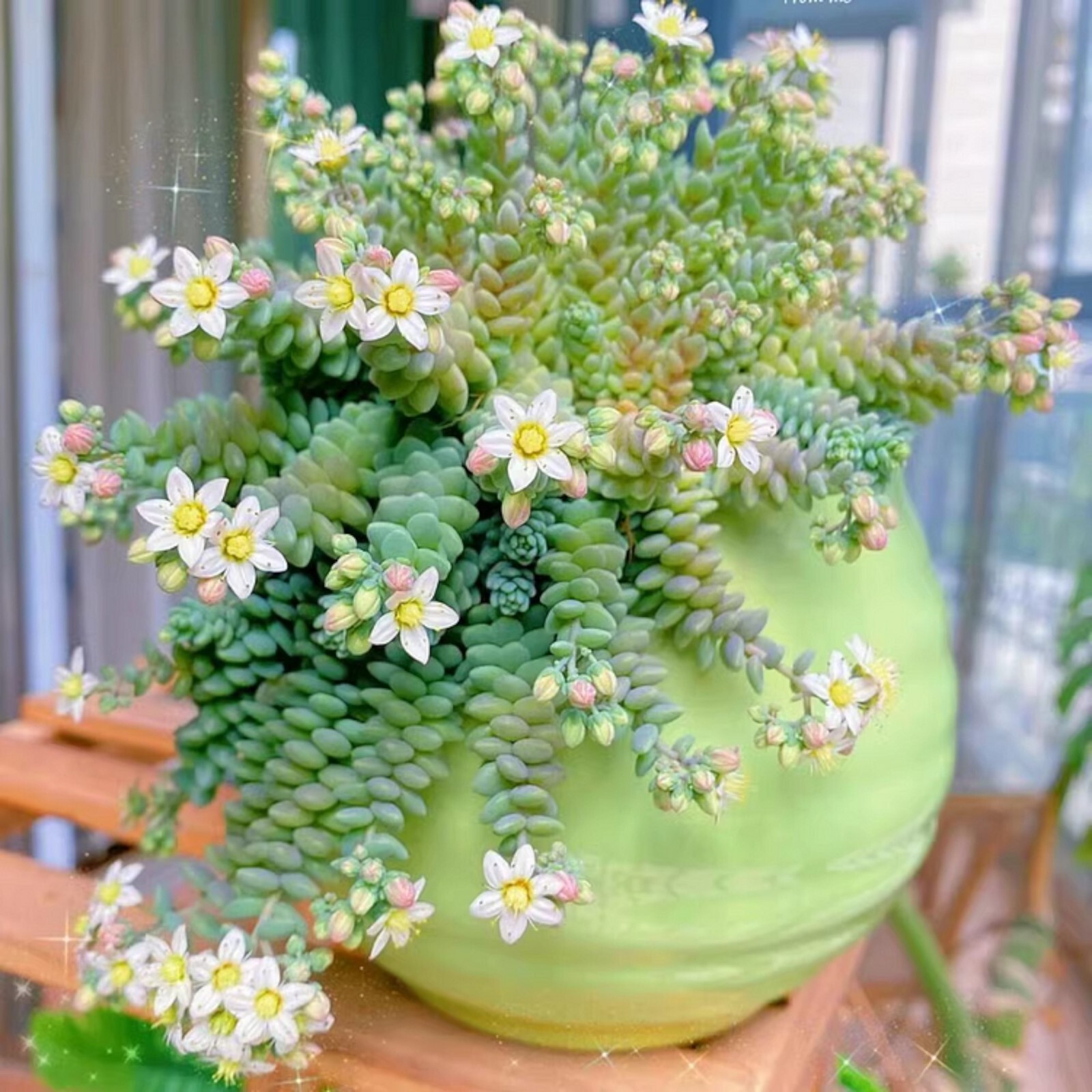 200 pcs Rare High-End Succulent Seeds - Sedum Dasyphyllum 'Major' gallery