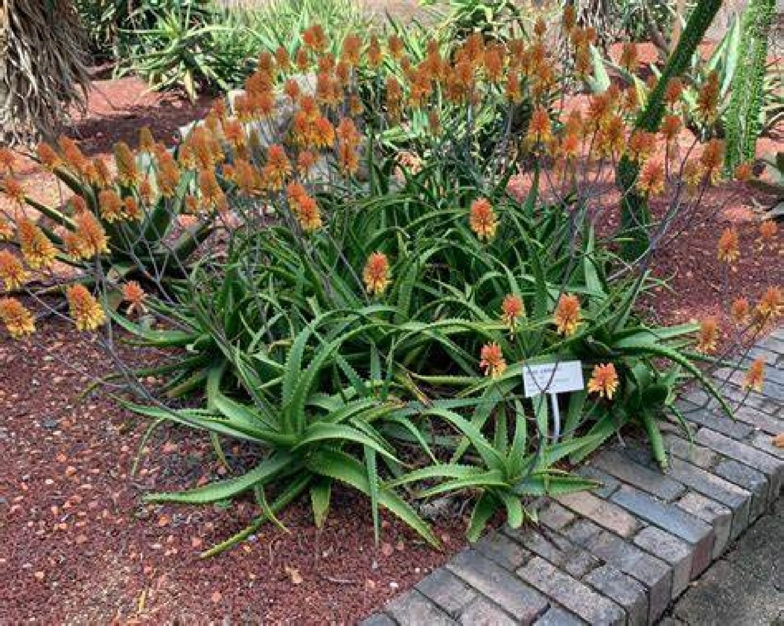 Aloe Camperi Flowering Succulent | Fast Growing 10 seeds Free Shipping! gallery